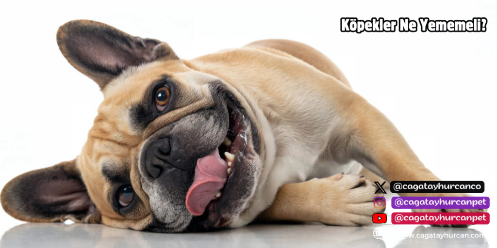 Köpekler Ne Yememeli
