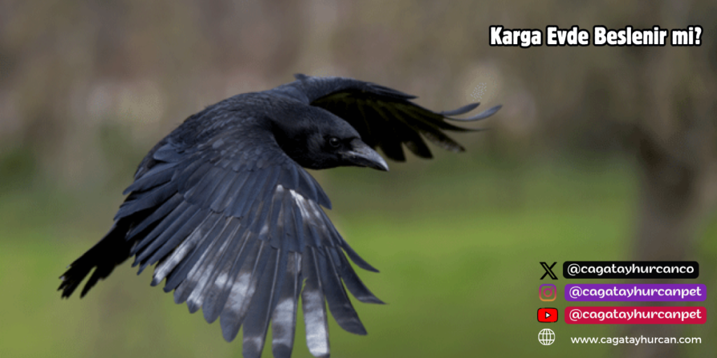 Karga Evde Beslenir mi?