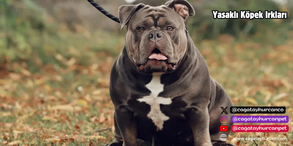 Yasaklı Köpek Irkları