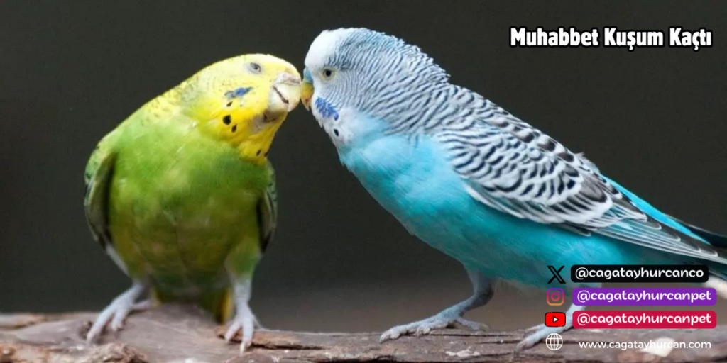 Muhabbet Kuşum Kaçtı!