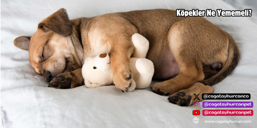 Köpekler İçin Zararlı Gıdalar