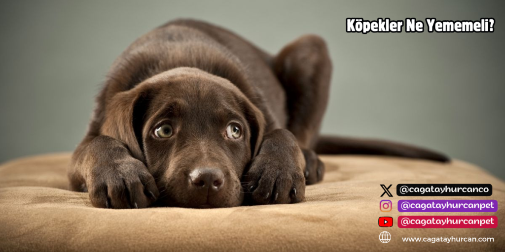 Köpekler İçin Riskli Gıdalar